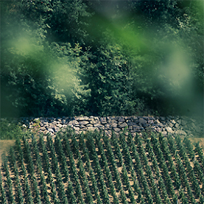 Château Tour de Mirambeau Landschaft